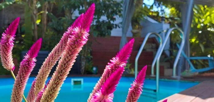 Kaz Alberto - Tropicalkaz Guadeloupe Apartment Sainte-Rose